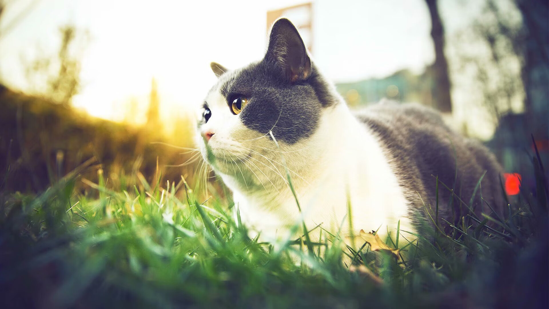 开云体育入口-体育纪录片栏目覆盖多语种推进国际传播,经典体育纪录片