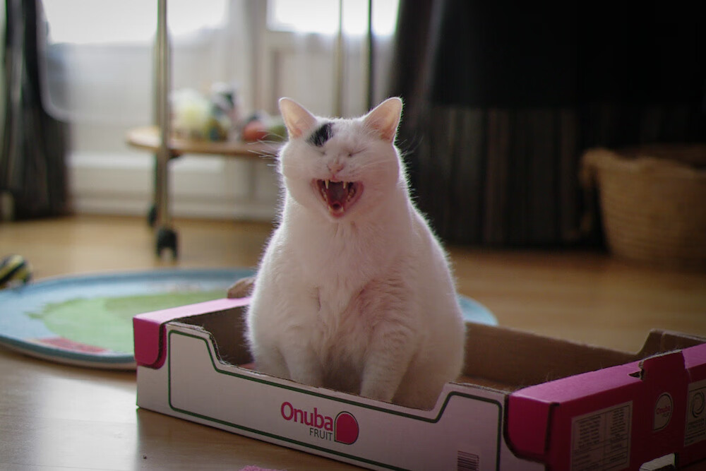 开云体育足球-国际乒联混合团体世界杯赛制解读：德国队能否夺冠？，乒乓球团体赛德国队