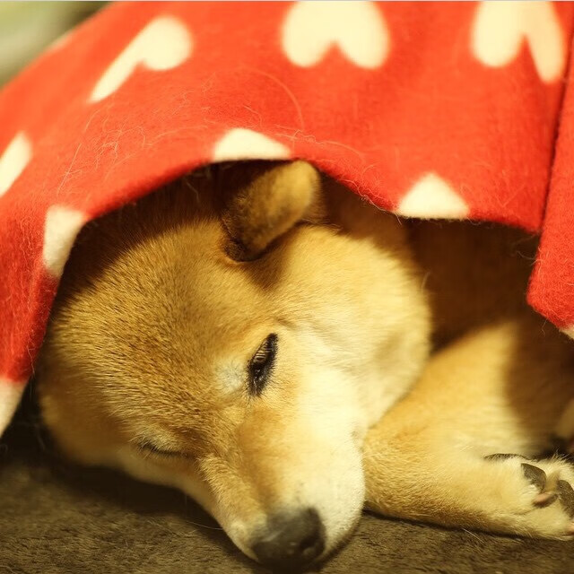 kaiyun网址-季后赛表现高于常规赛的球员名单,季后赛和常规赛