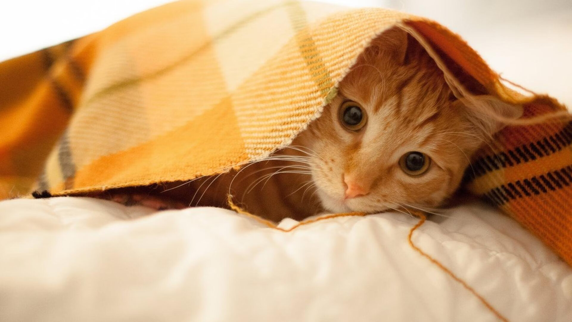 开云体育app注册-瑞典乒乓战术深入剖析：精准的战术部署与心理战，瑞典著名乒乓球有哪些选手