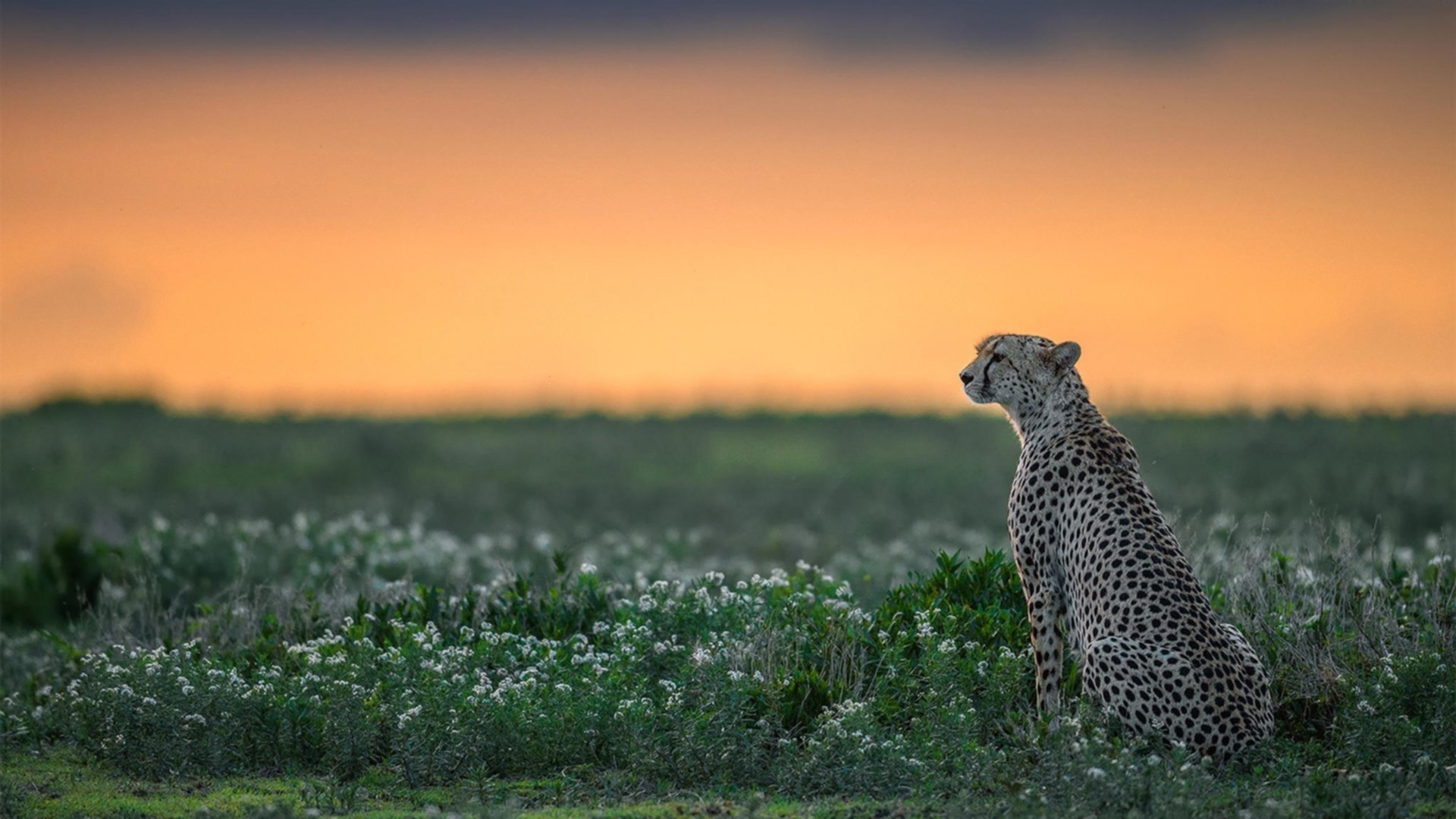 开云官方网-凯琳·科贝特赛场表现引发媒体热议,凯特琳菲贝尔和科比