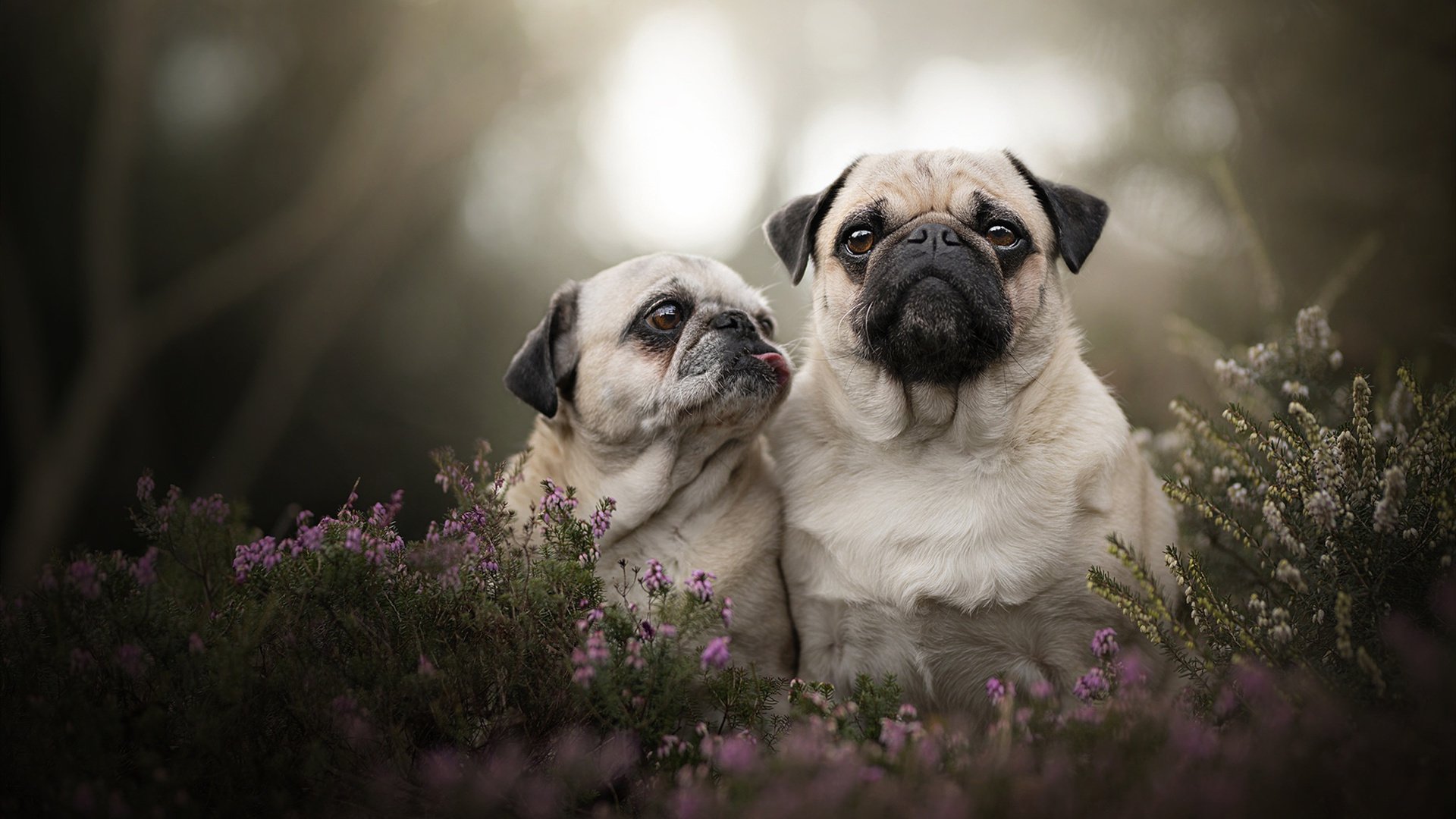 开云体育登录入口-张伟丽出战海报设计引发粉丝追捧