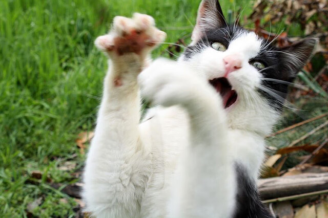 kaiyun网址-独行侠主帅称赞替补席对比赛影响明显，独行侠替补中锋